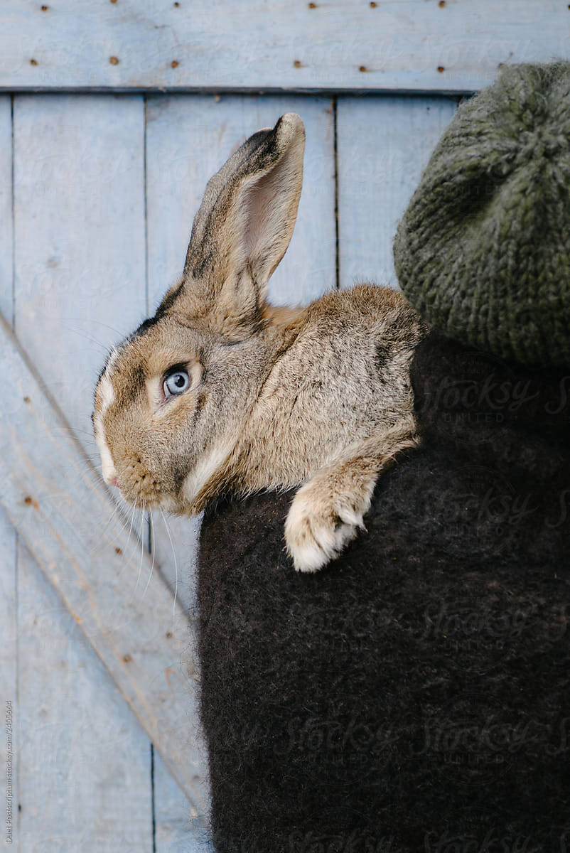 Female holding rabbit in her arms.
