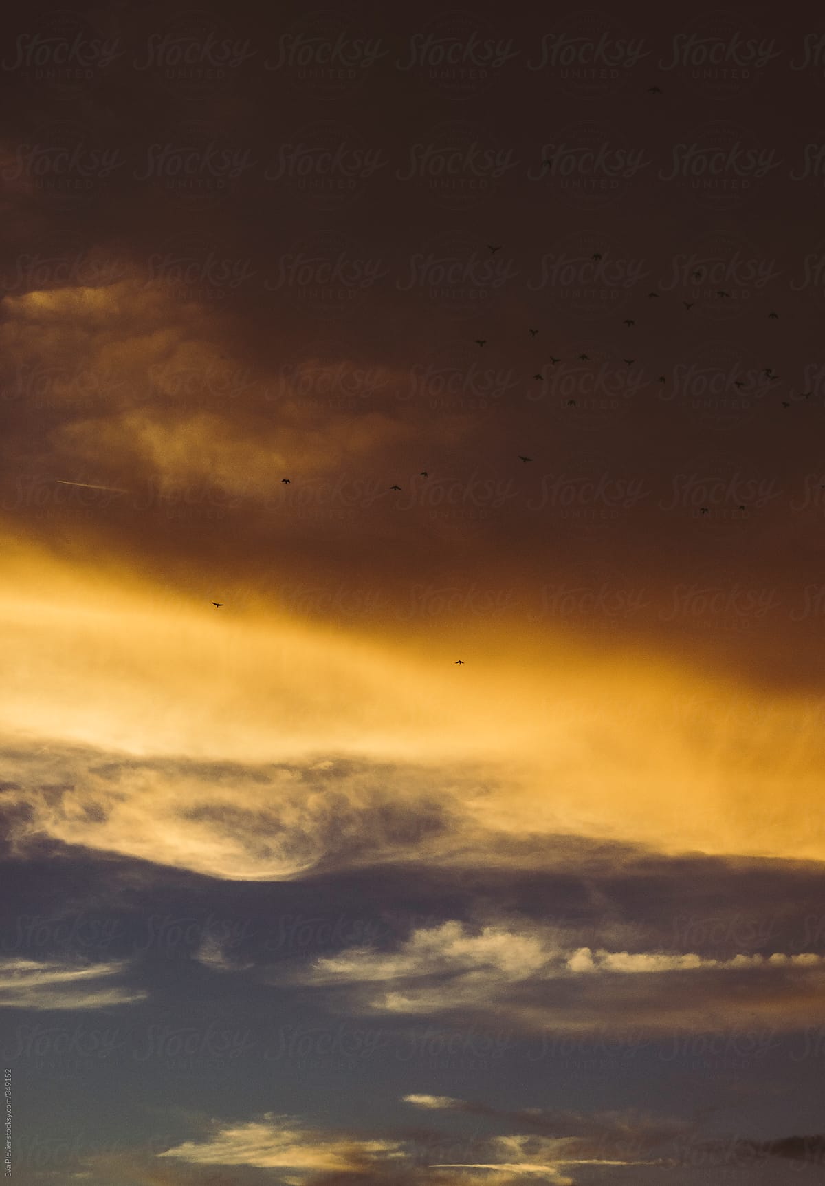 Birds flying by the clouds at sunset.