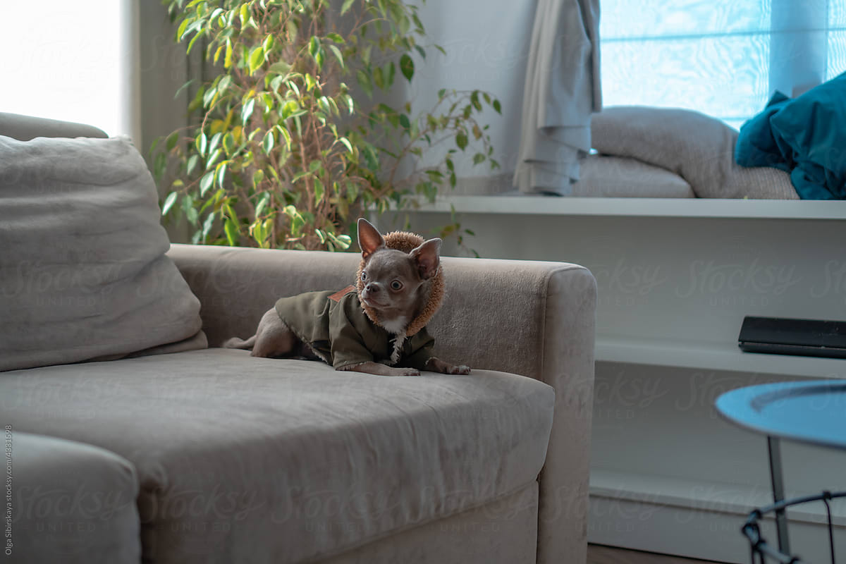 Dog parka lay sofa