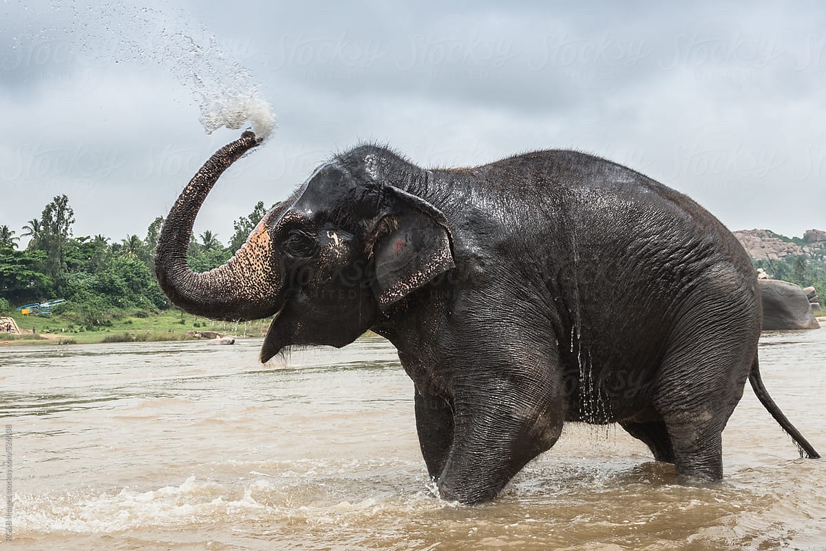 elephant showering in the river
