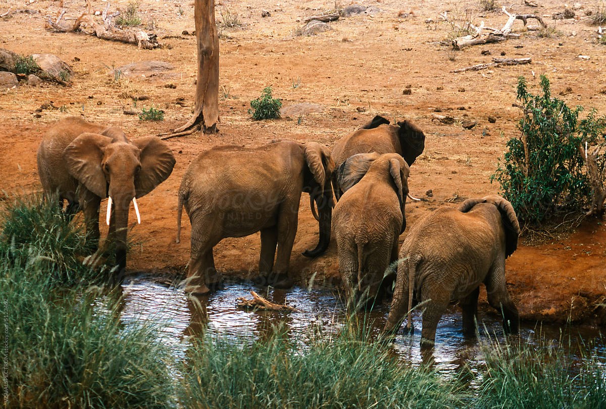 Five Wild African Elephants at Watering Hole