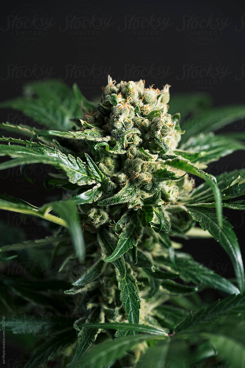 Flowering green cannabis plant