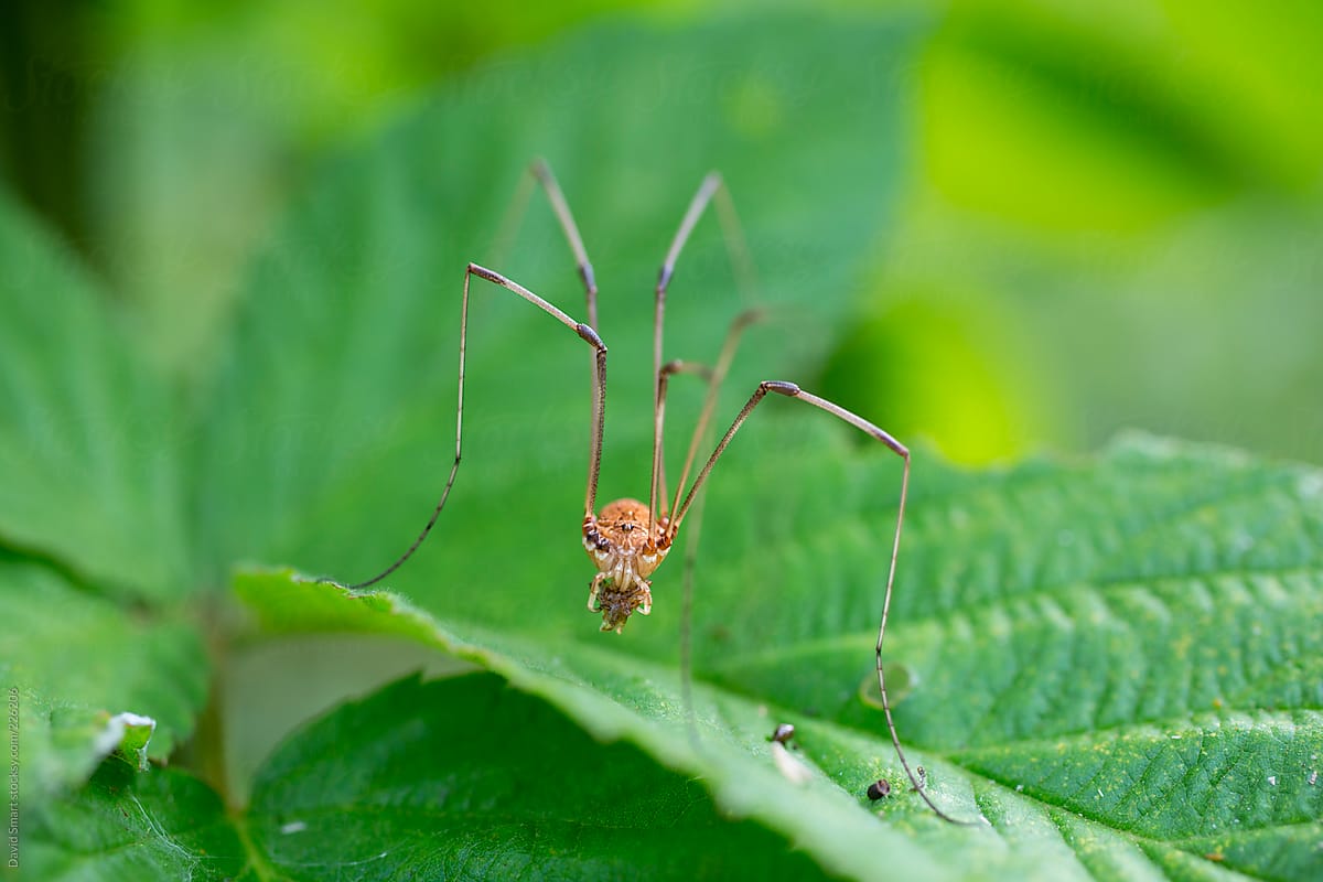 A granddaddy longlegs eating an insect