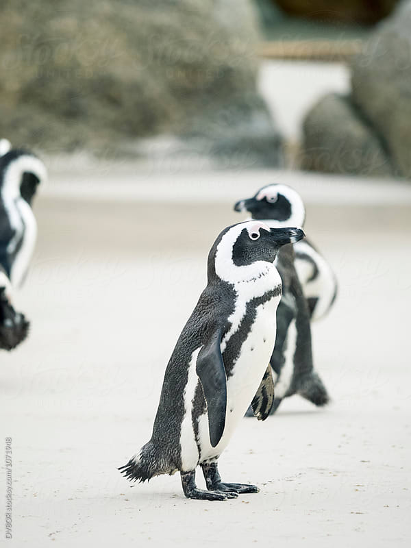 African Penguins on Boulders Beach In Capetown South Africa