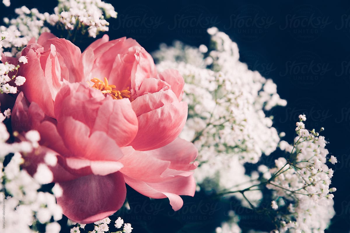 Coral peony and baby\'s-breath