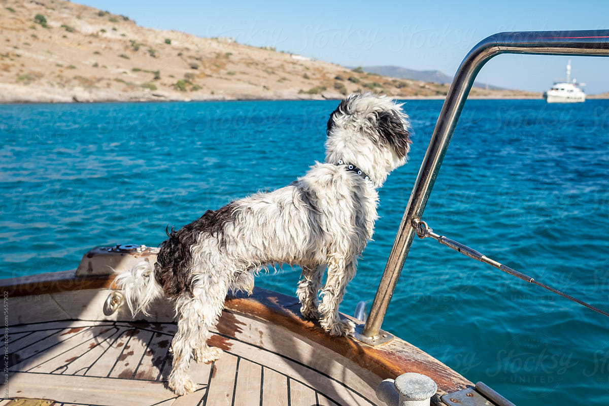 Terrier Dog on a boat