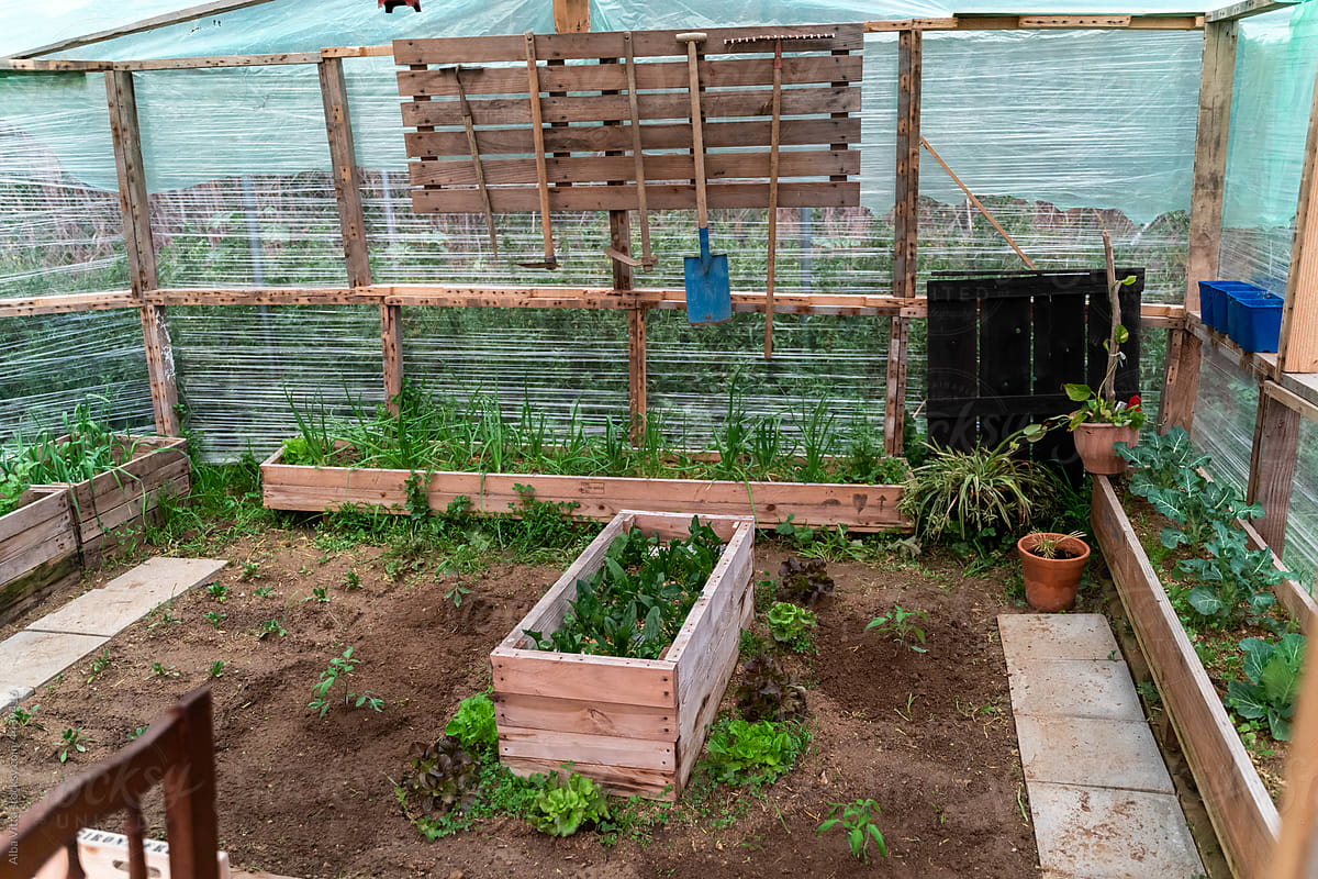 View of greenhouse with vegetable patch