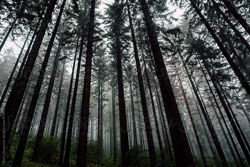 Deep misty forest