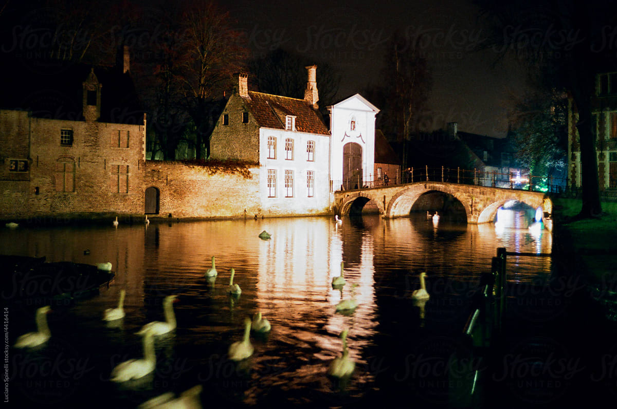 White gooses swimming in the canals of Bruges by night
