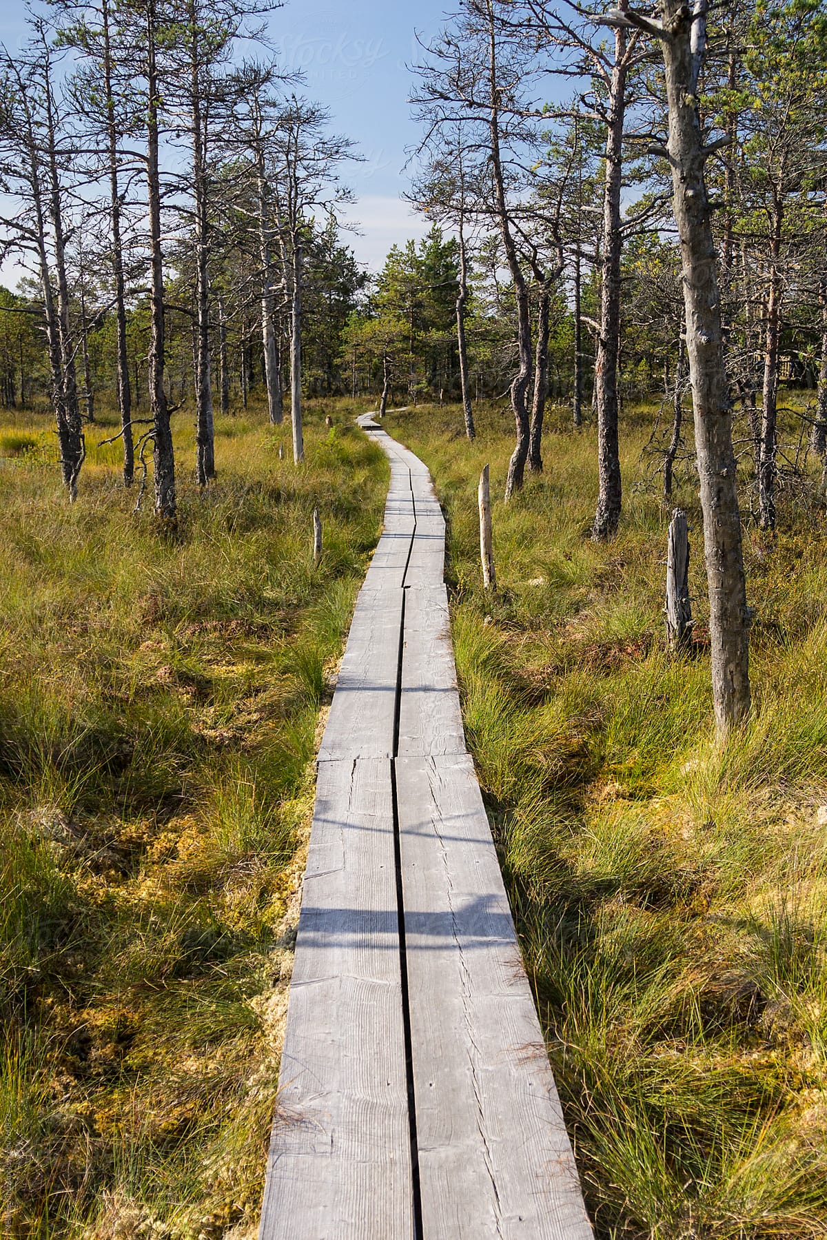 Wooden path through the Viru Raba bog, Lahemaa National Park, Estonia