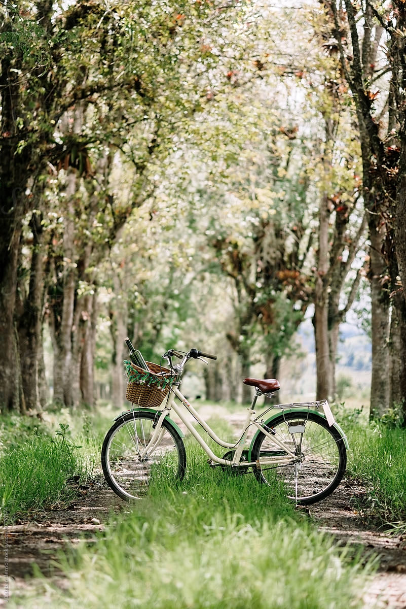 Old bicycle in the middle of a dirt road surrounded by trees