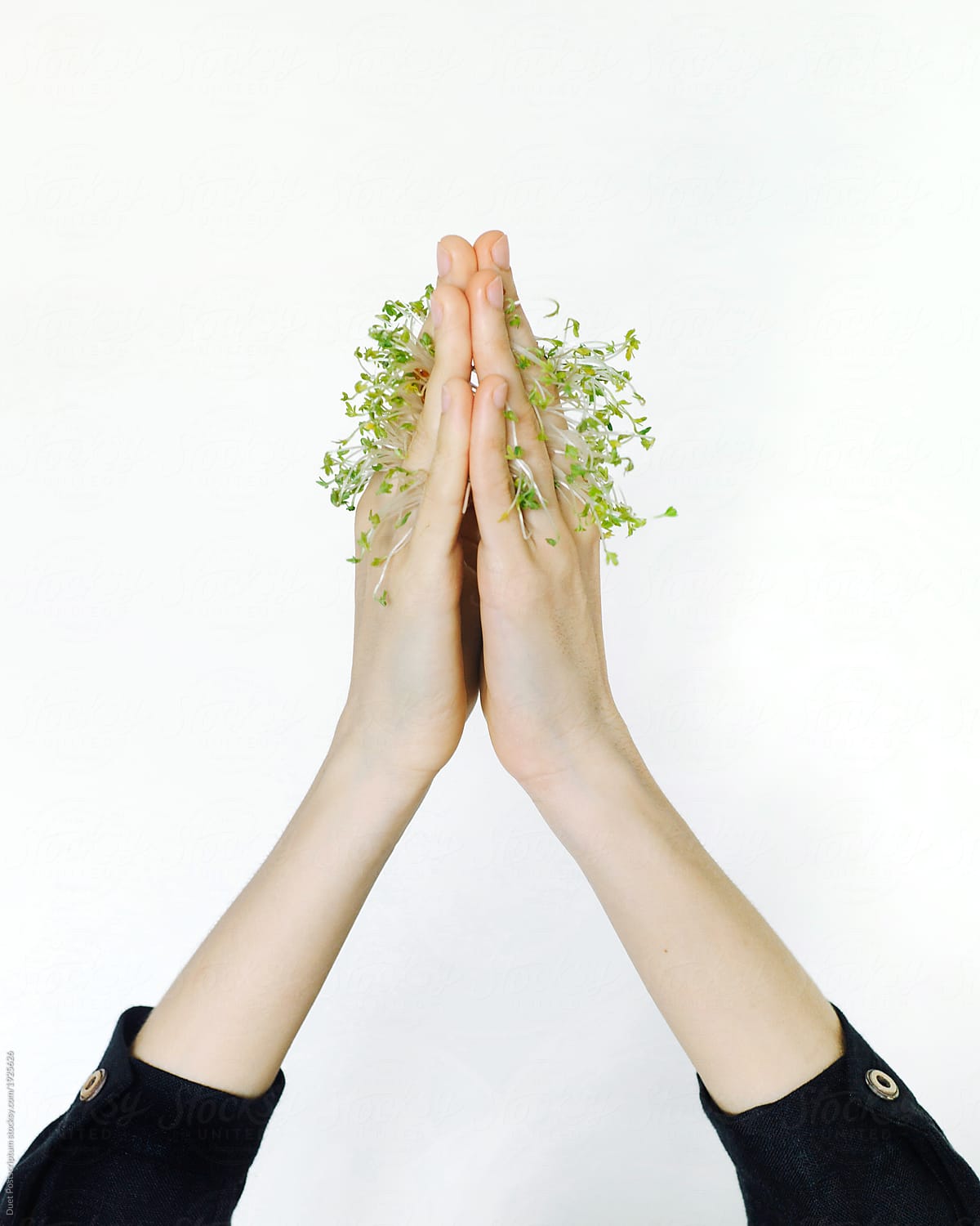 Folded hands with sprouts