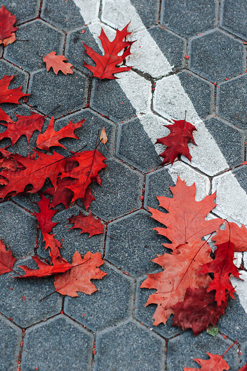 Red autumn leaf on a sidewalk pavement