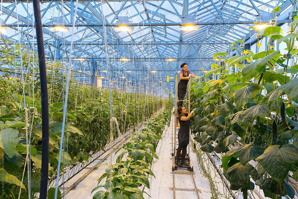 Two female employees or workers picking vegetables in a modern greenhouse