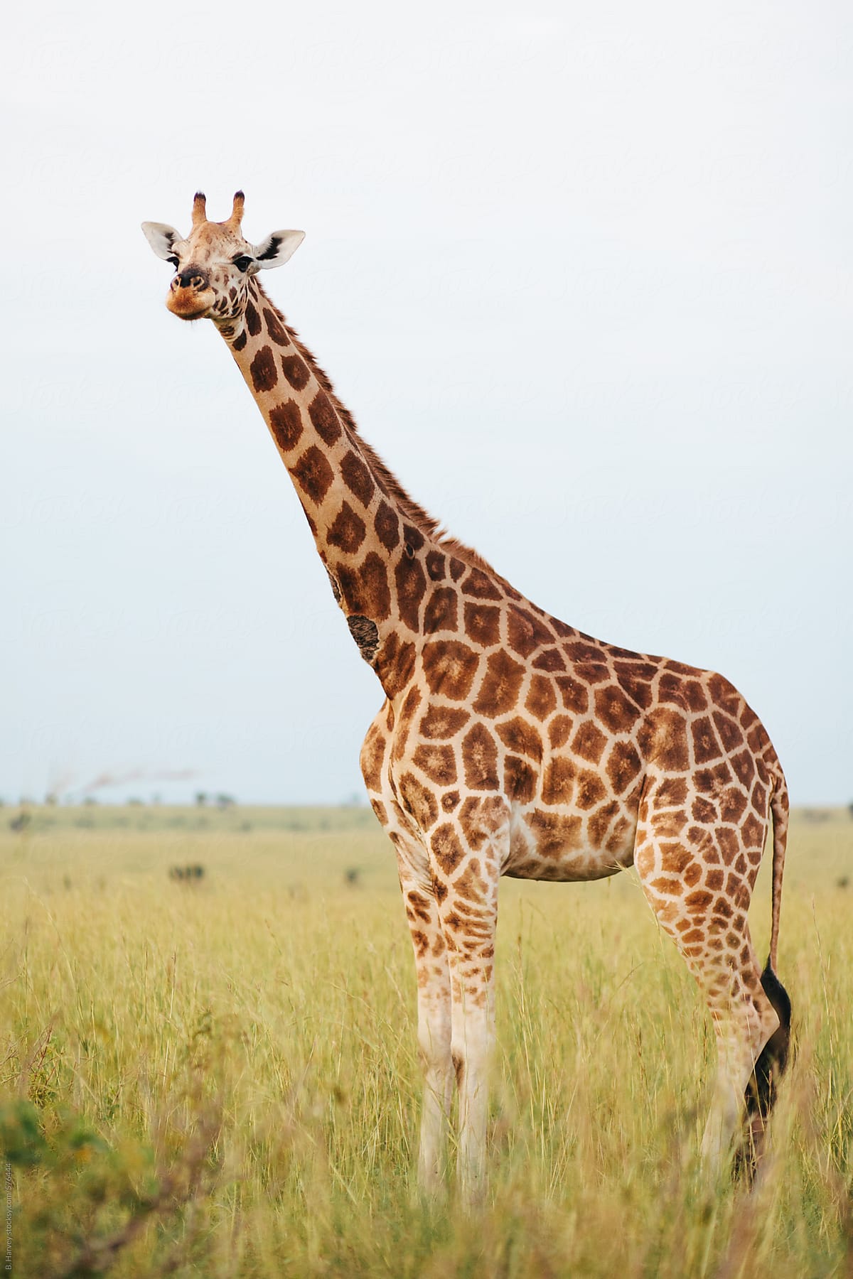 Giraffe on African Safari