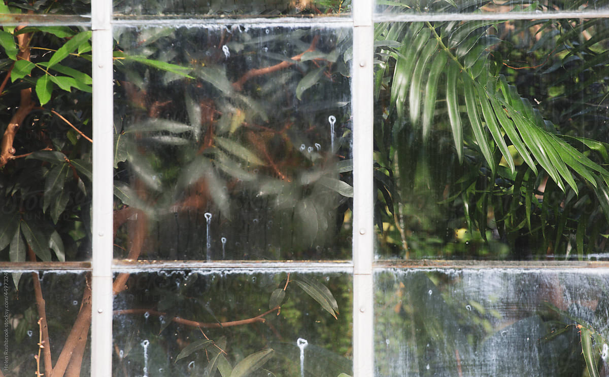 Foliage through glasshouse window