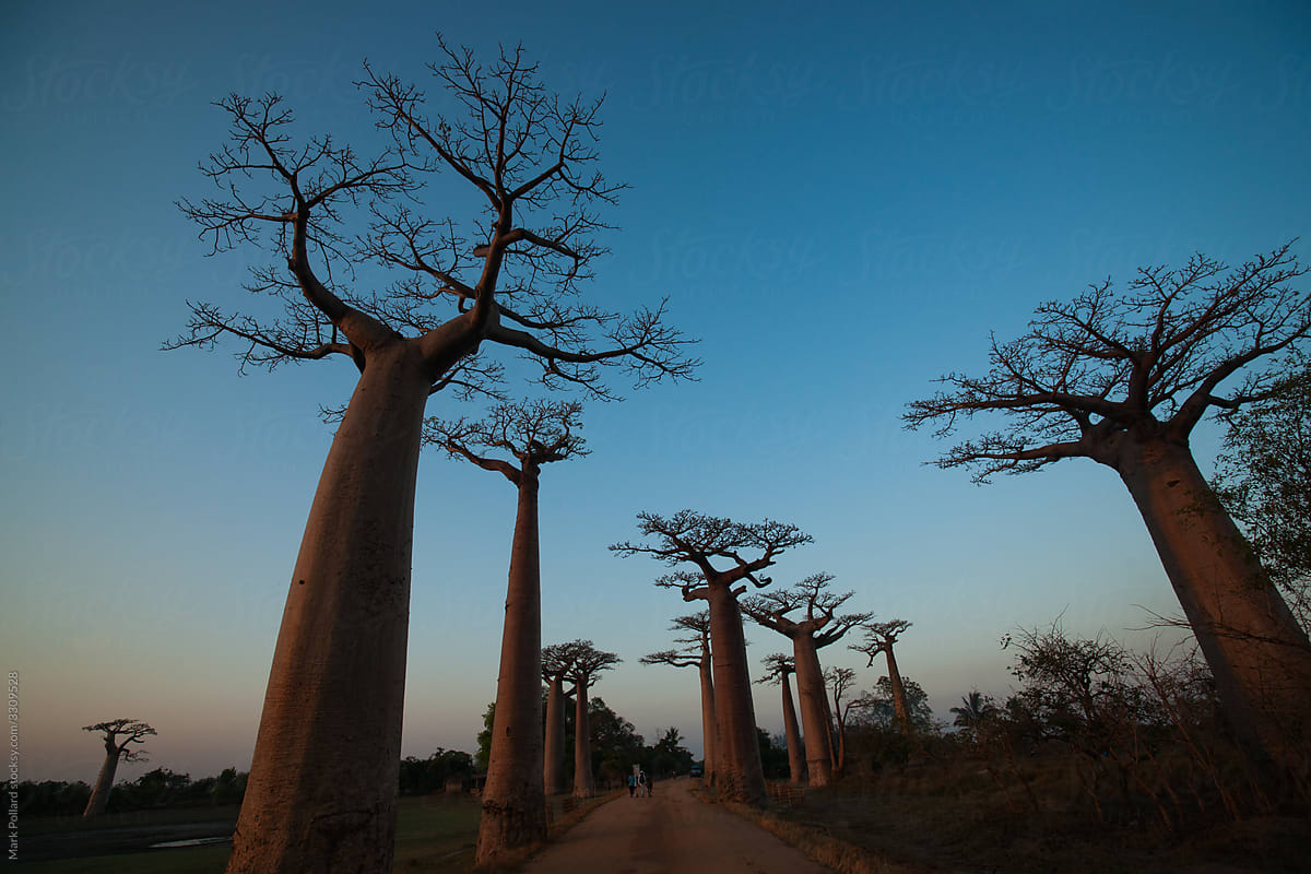 African Trees from a Low Angle