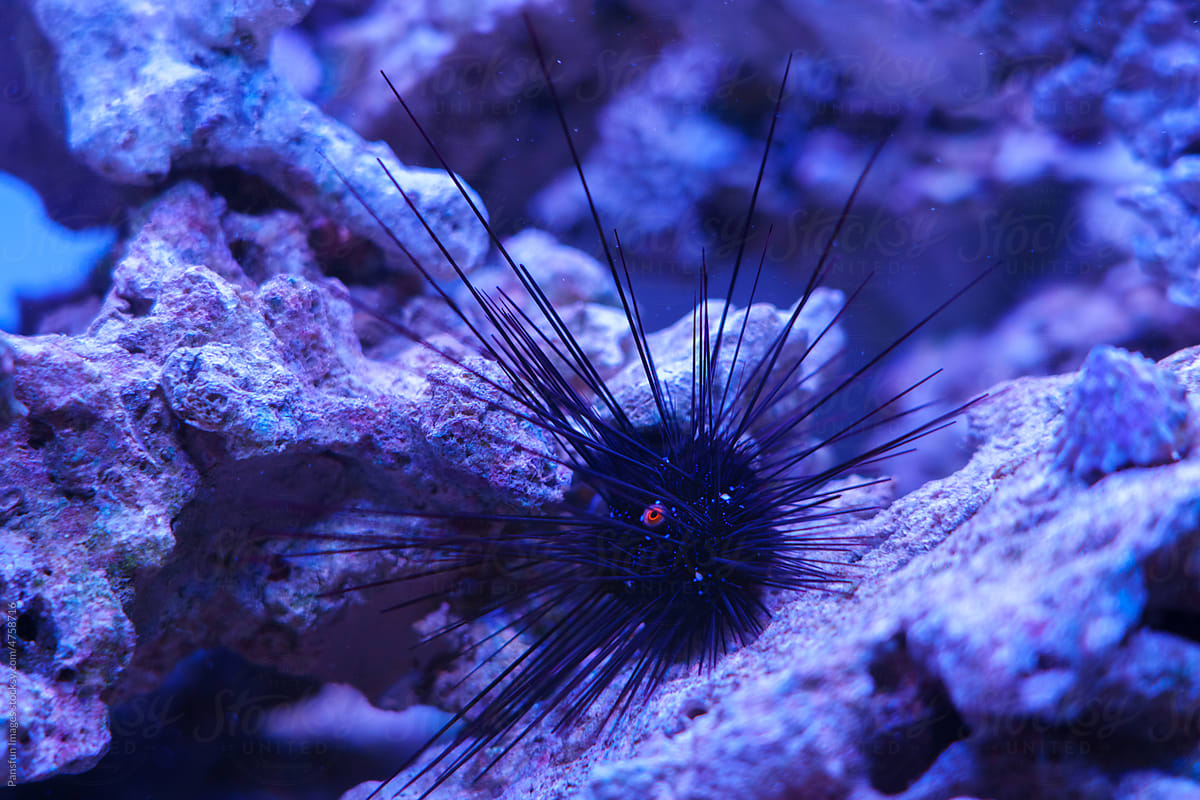 Cultured live sea urchins