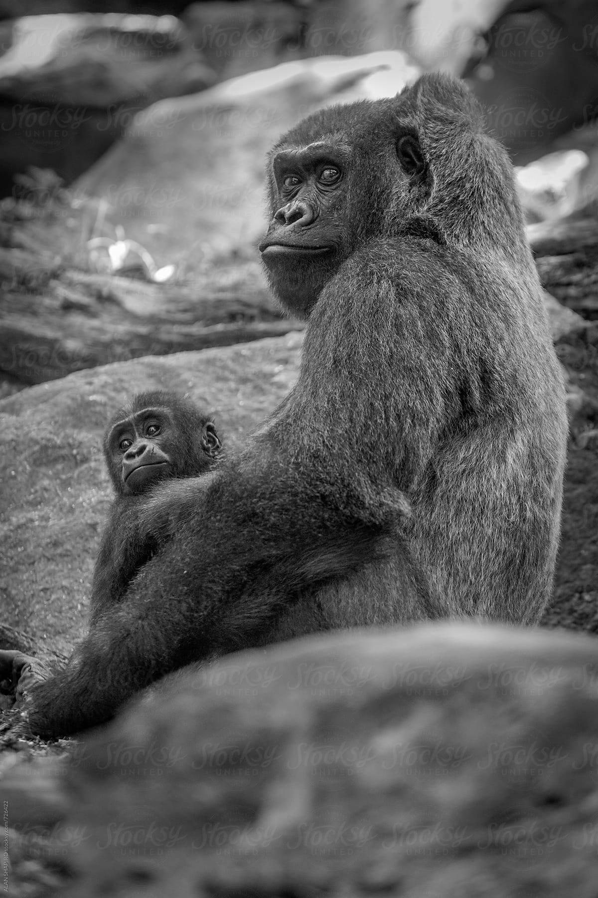 Lowland gorilla mother and child