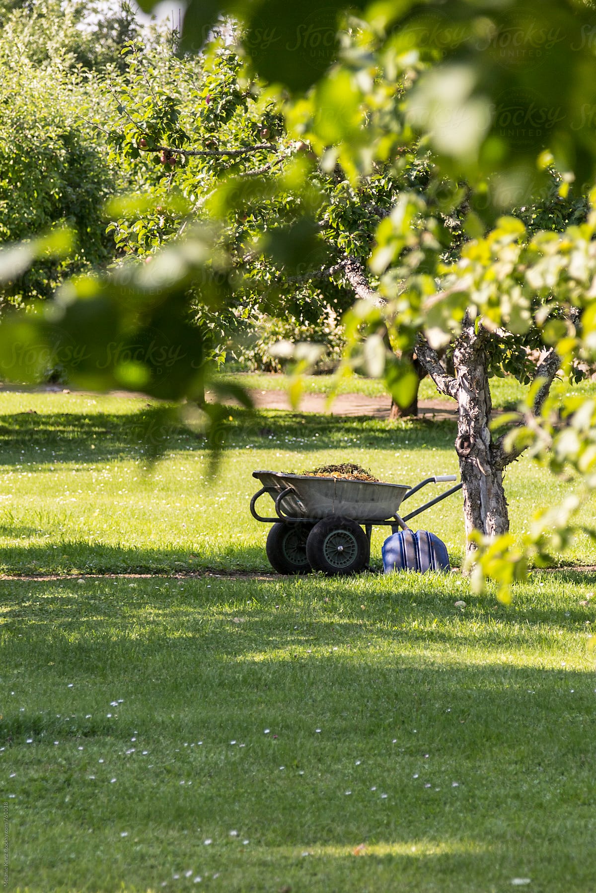 Wheelbarrow and shovel under apple trees