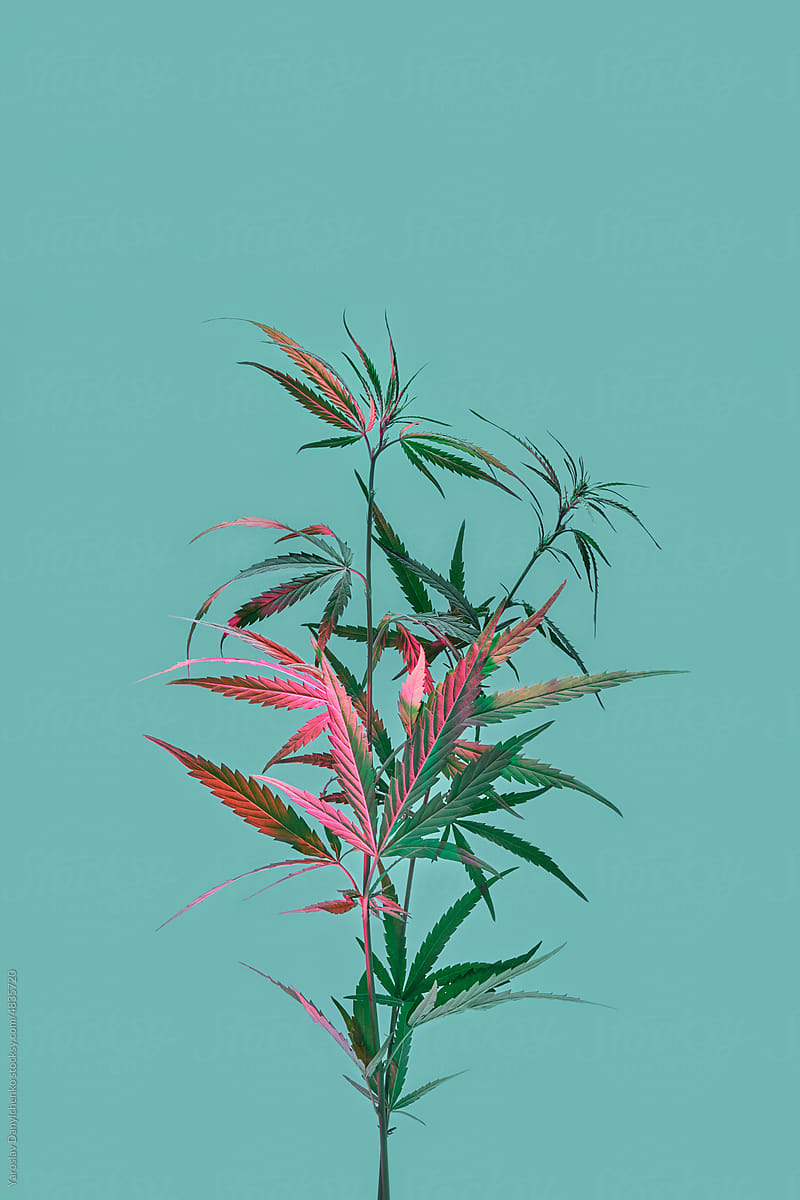 Fresh cannabis plant in multicolored light.