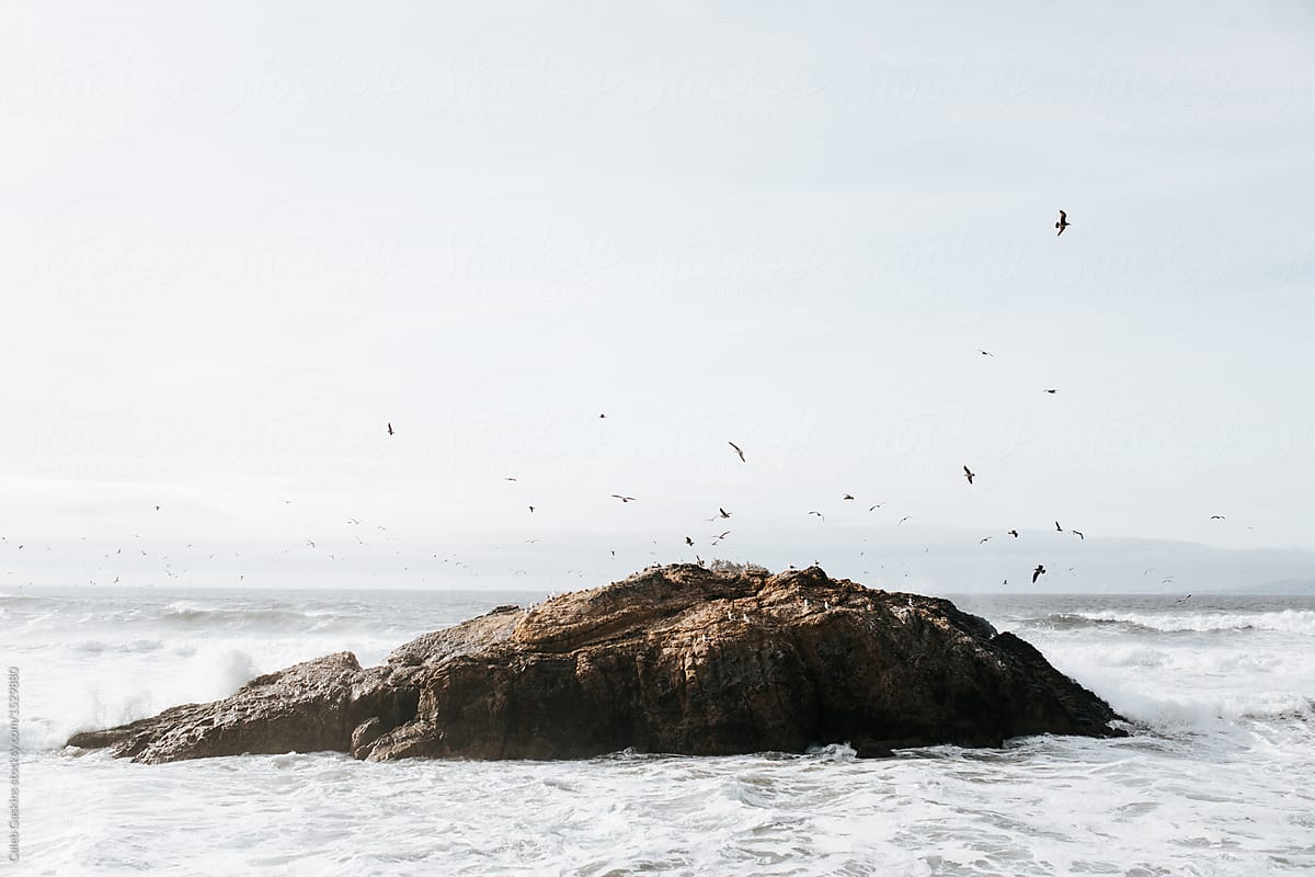 Dozens of birds flying over rock in sea