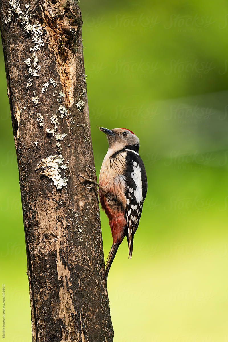 Middle Spotted Woodpecker (Leiopicus Medius) Perched On A Branch