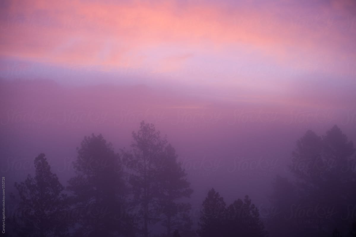 The sun coming up through the fog casting a pink hue