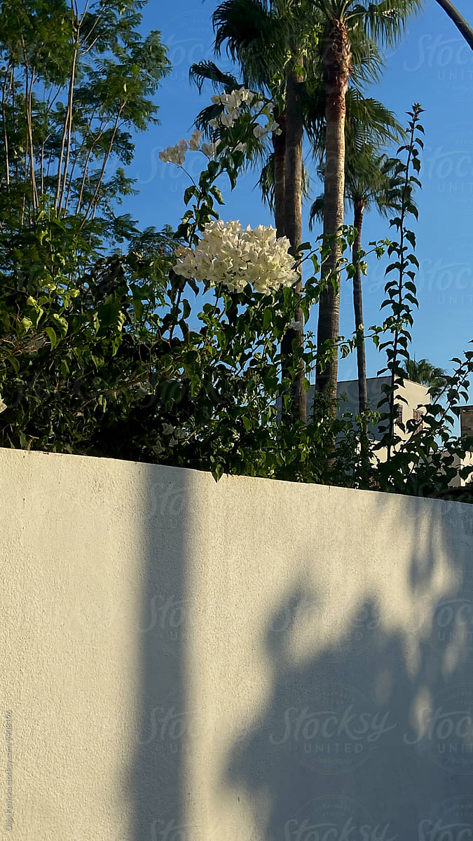 White Flowers And Palms Behind Concrete Fence
