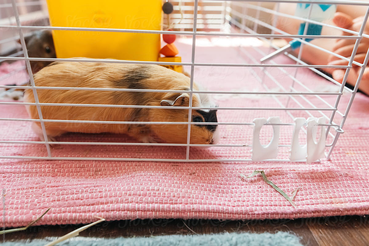 Female guinea pig in white cage.