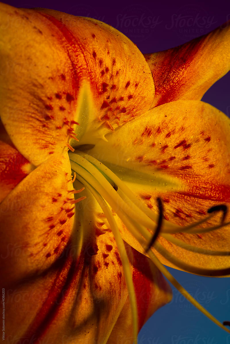 Spotted petals of tiger lily flower closeup