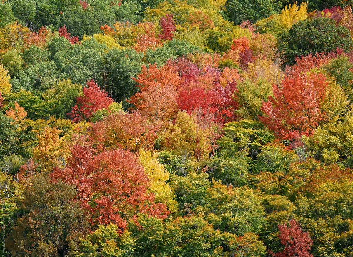 Colorful Fall Background of Trees