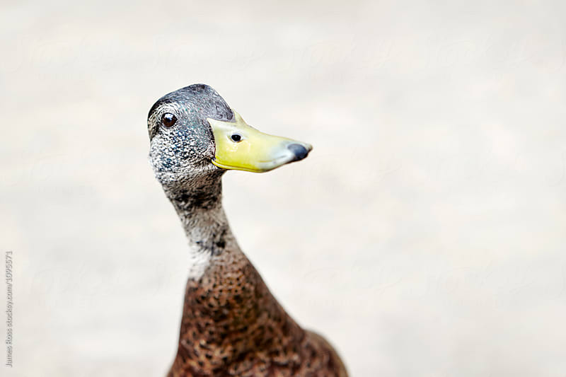 The quizzical duck