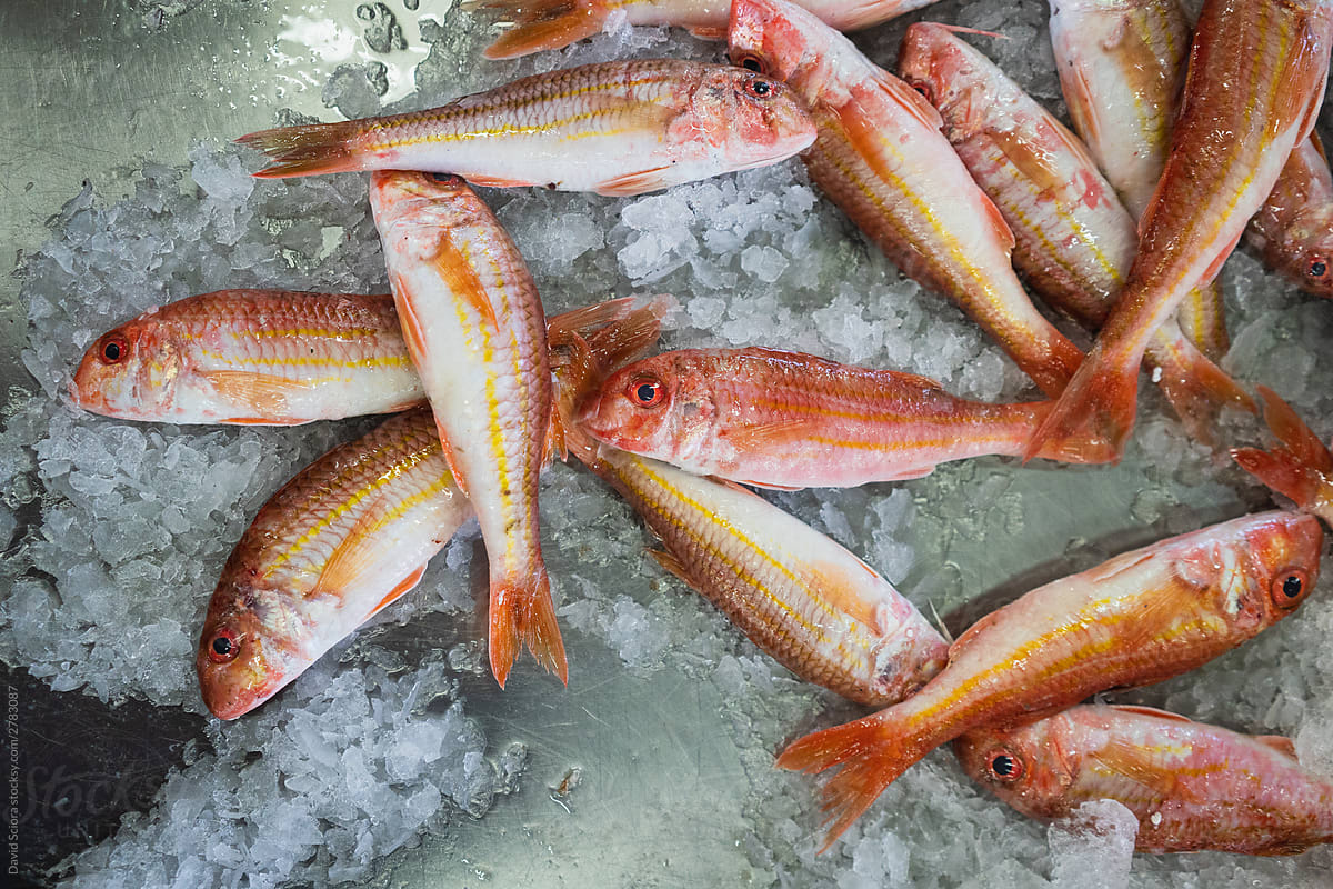 Red mullet fish lying in the ice in the food market
