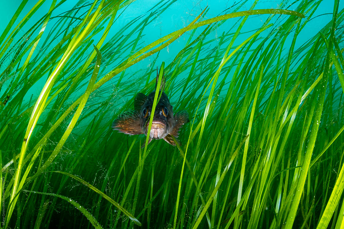 Rockfish Hide in Seagrass