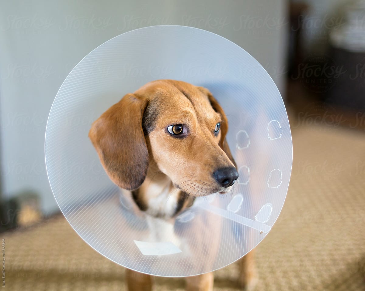 Close-up of irritated dog wearing an elizabethan collar at home