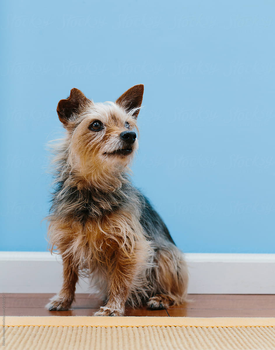 Yorkshire terrier dog against blue wall