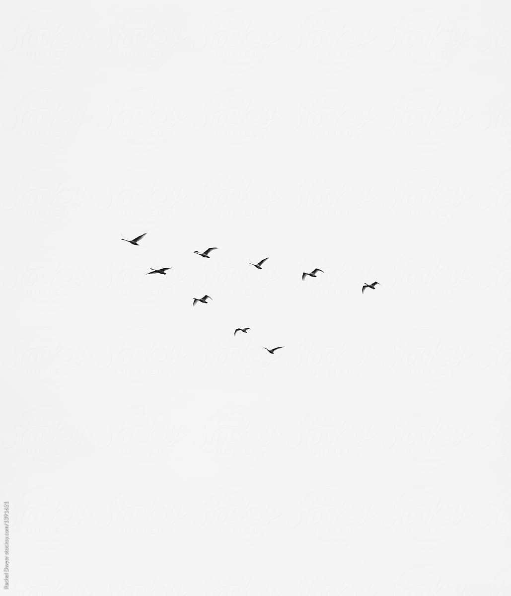 Birds flying above in a V