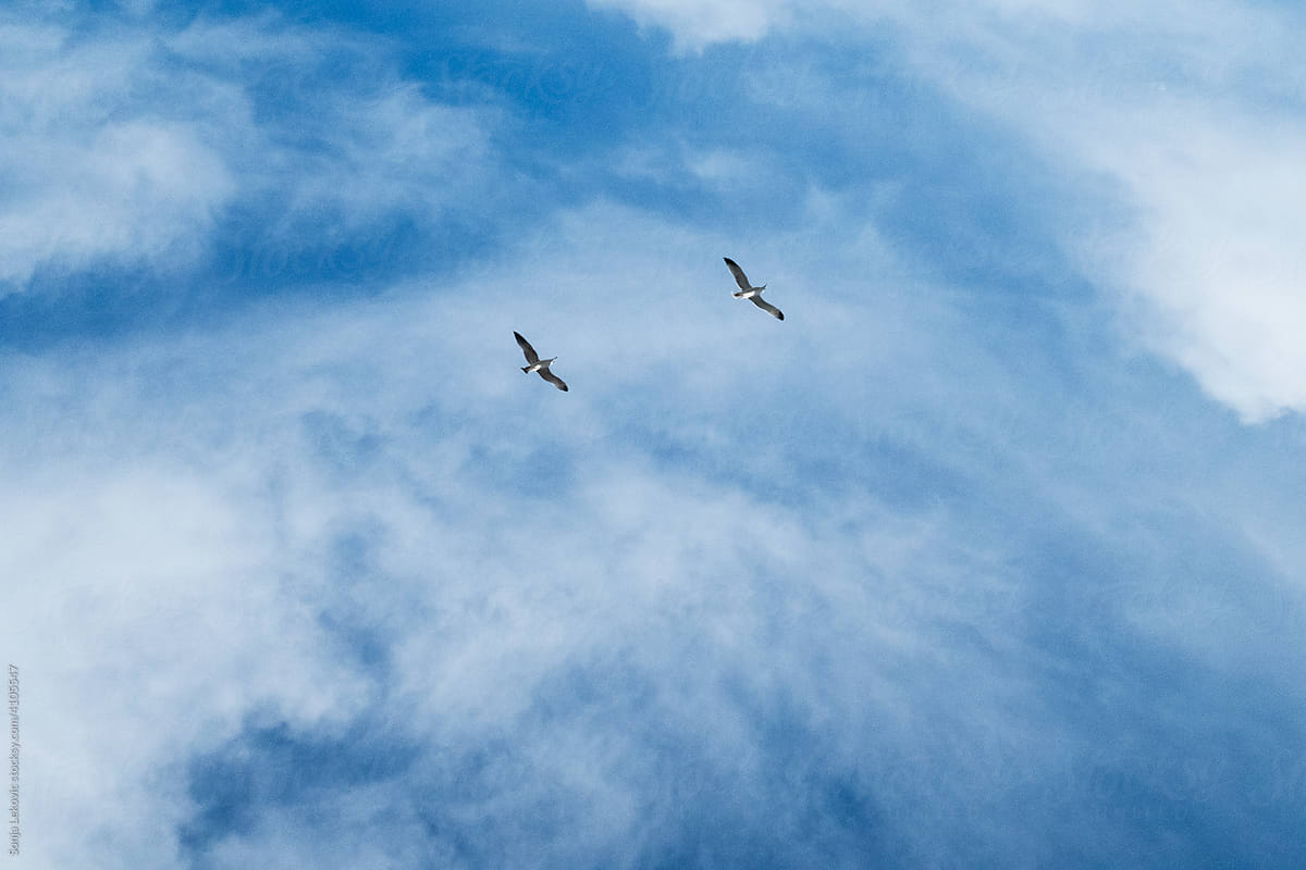 two birds in the blue sky
