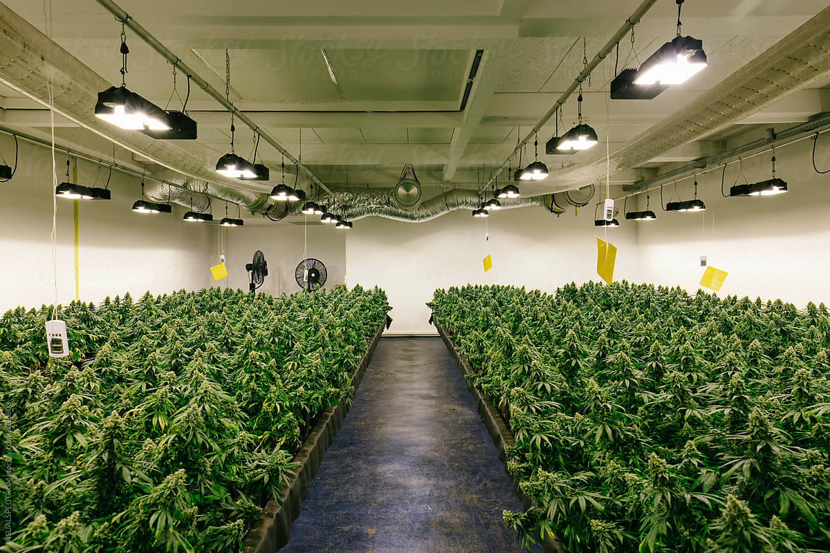 Indoor Cannabis Grow Operation