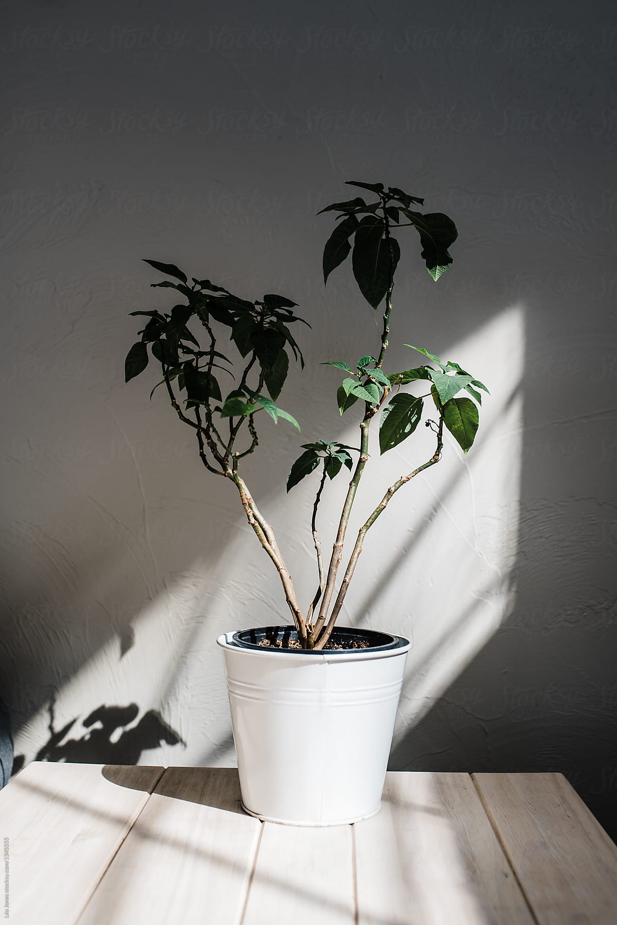 house plant in the sun