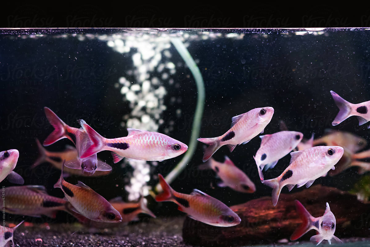 Beautiful fish swim in aquaculture tank