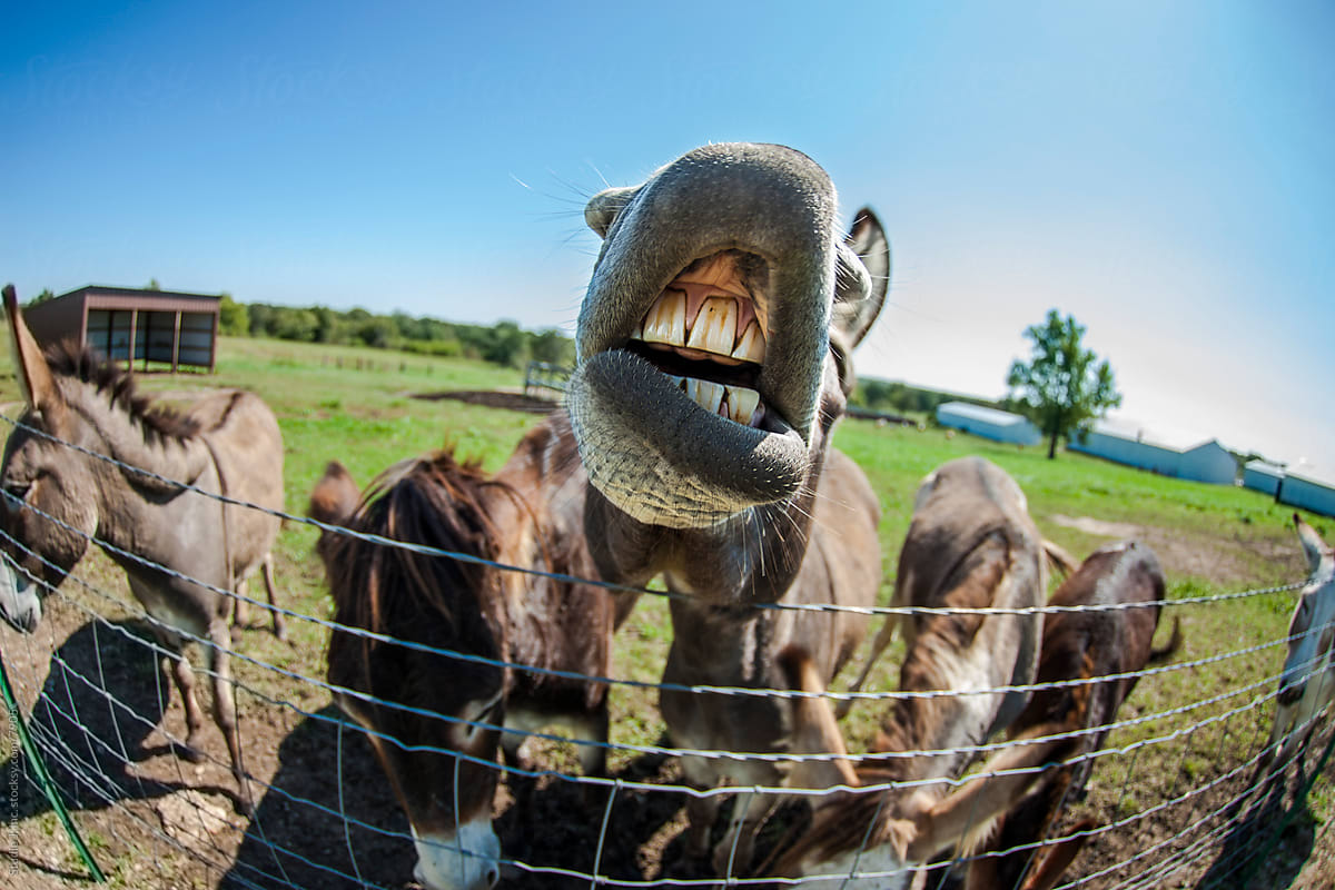 Animal Personalities: Silly Talking Donkey with Whiskers