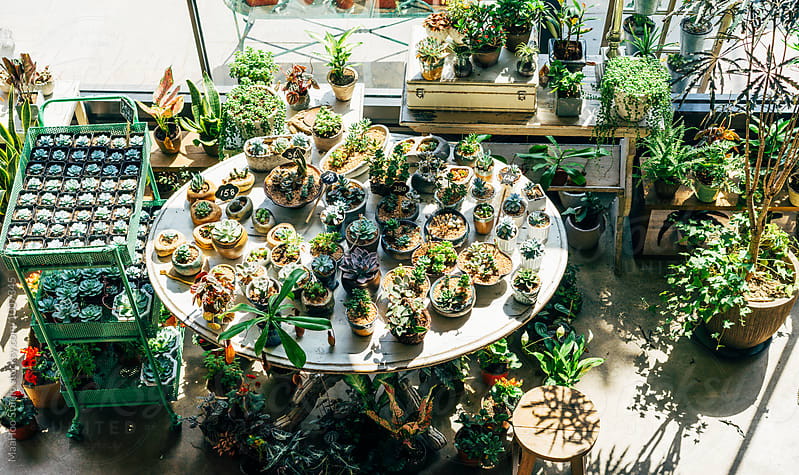 Succulent plants displayed in a flower shop