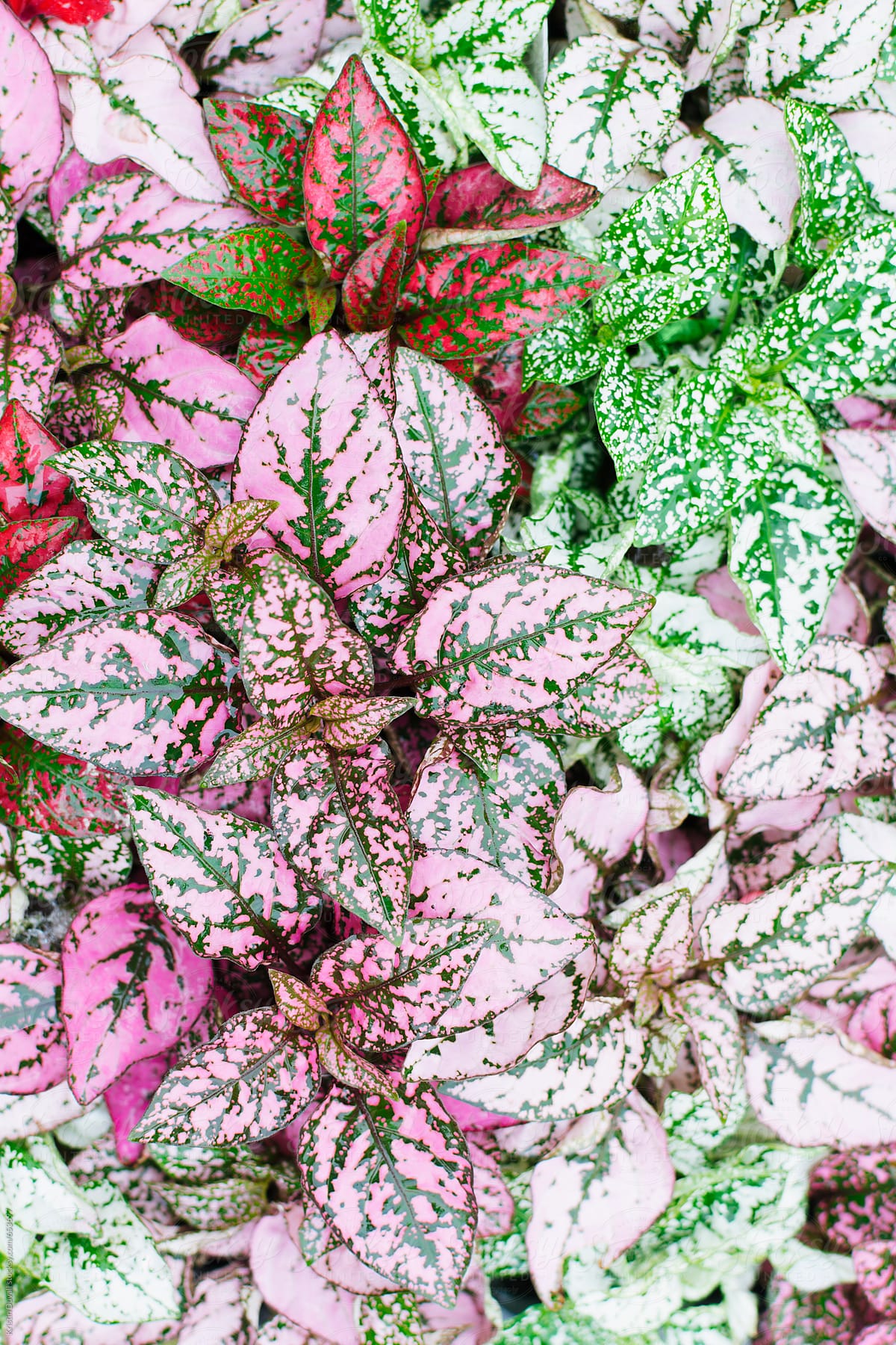 Pink and green plant background