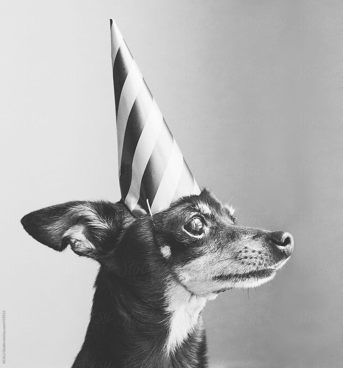 Little dog with party hat