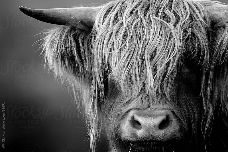 Black and white portrait of a highland cow looking at the camera by