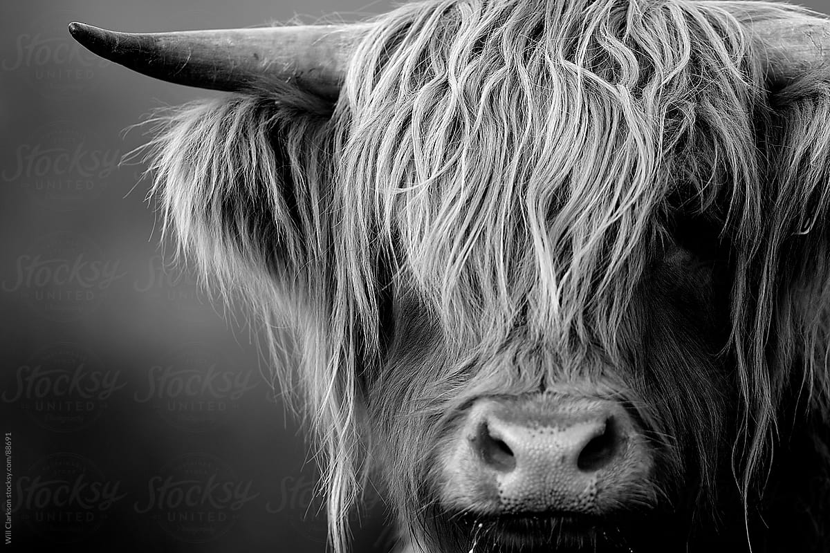 cow black and white photography