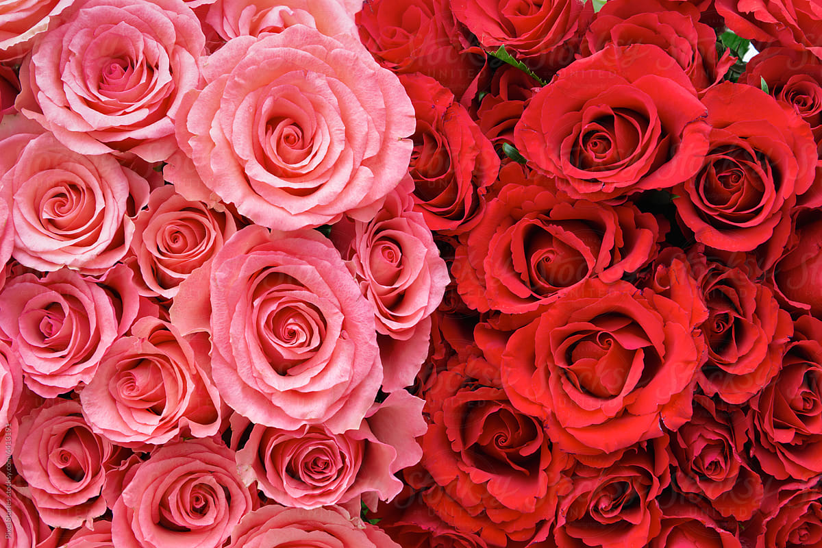 Pink And Red Roses Bouquet Background by Stocksy Contributor Pixel  Stories - Stocksy