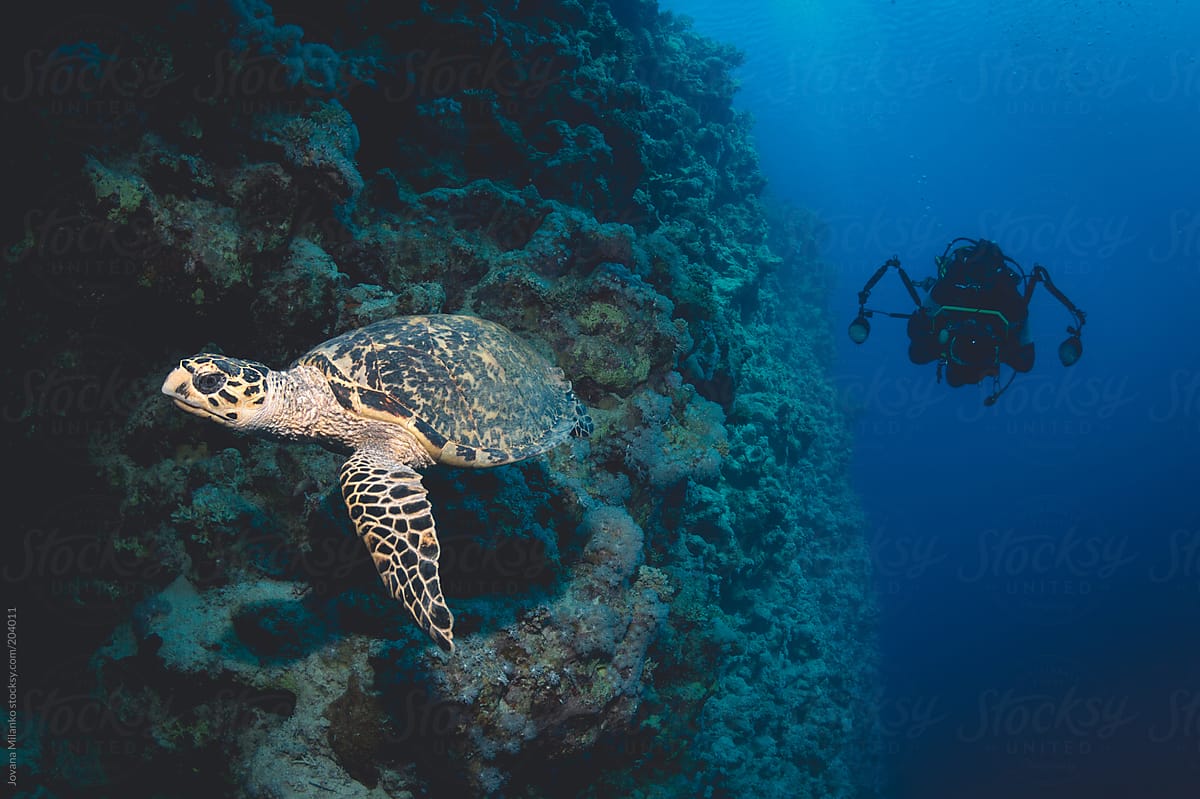 Underwater photographer and a Turtle
